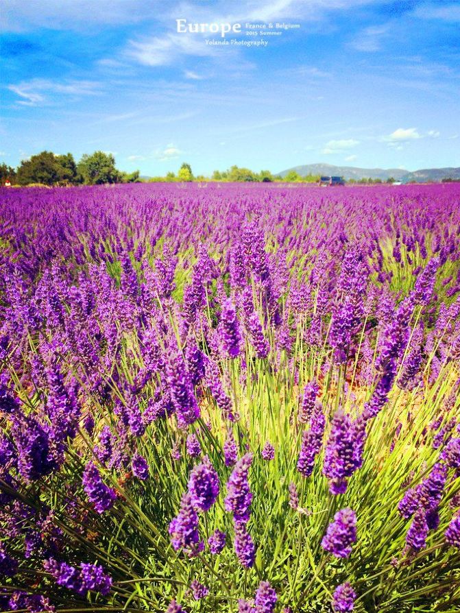 Fragrance Oils