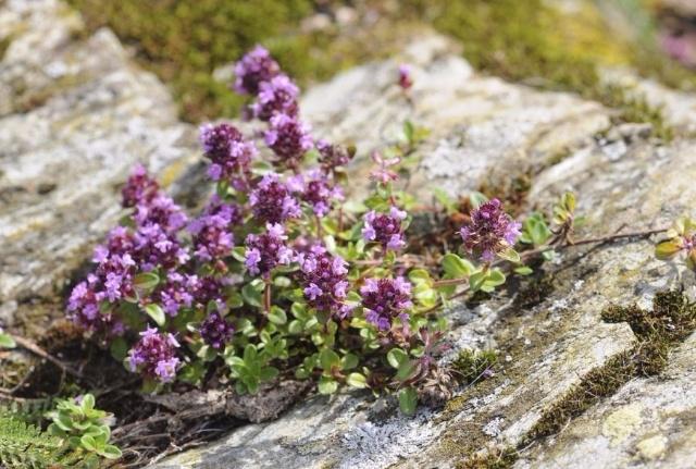 What is thyme essential oil What is thyme essential oil